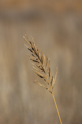 Sporobolus cynosuroides, photograph 3