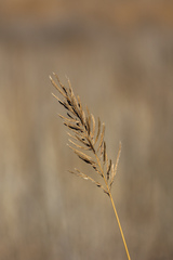Sporobolus cynosuroides, photograph (c) Tom Field, some rights reserved (CC BY)