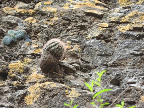 Parodia ocampoi