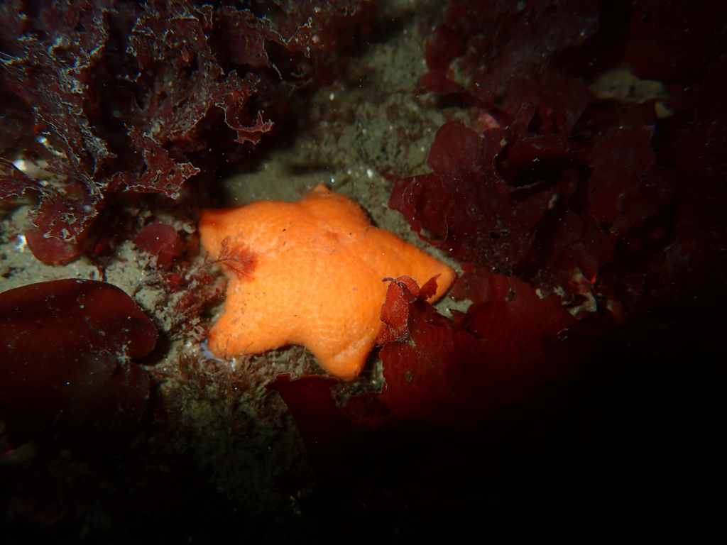 Tesselated slime star