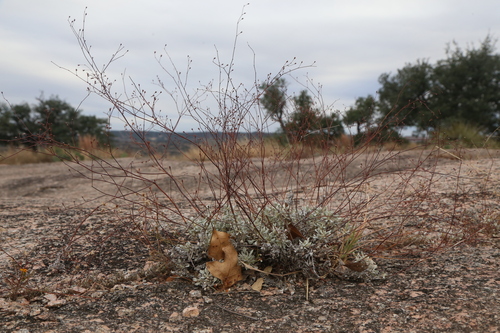 Granite Mountain Wild Buckwheat (Eriogonum tenellum)