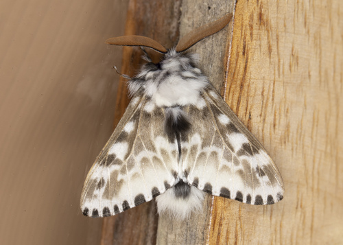 Podalia pedacia
