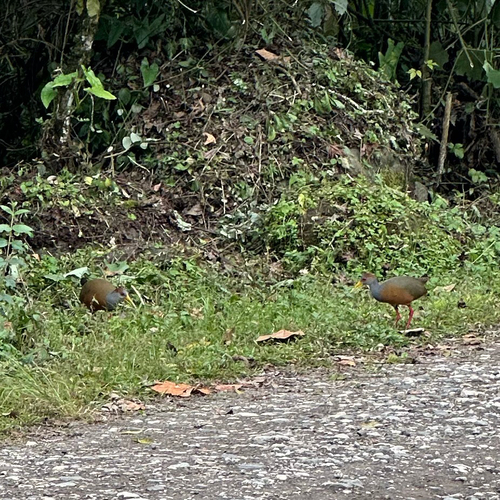 Russet-naped Wood Rail (Aramides albiventris), photo 6