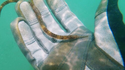 Bay pipefish (Syngnathus macrobrachium) — Syngnathidae — 4