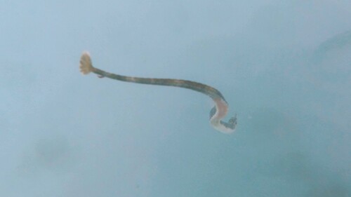Langarm-zeenaald (Syngnathus macrobrachium) — Syngnathidae