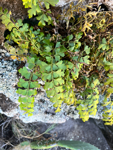 Asplenium aethiopicum observed 2026-01-11