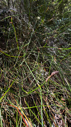 Chordifex hookeri, 2026-01-12
