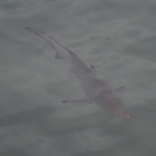 Carcharhinus limbatus
