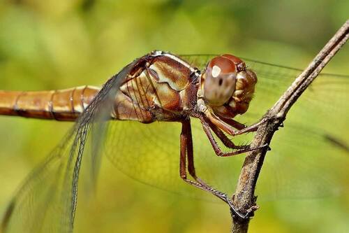 Carmine Skimmer