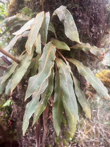 Elaphoglossum paleaceum observed 2026-01-11