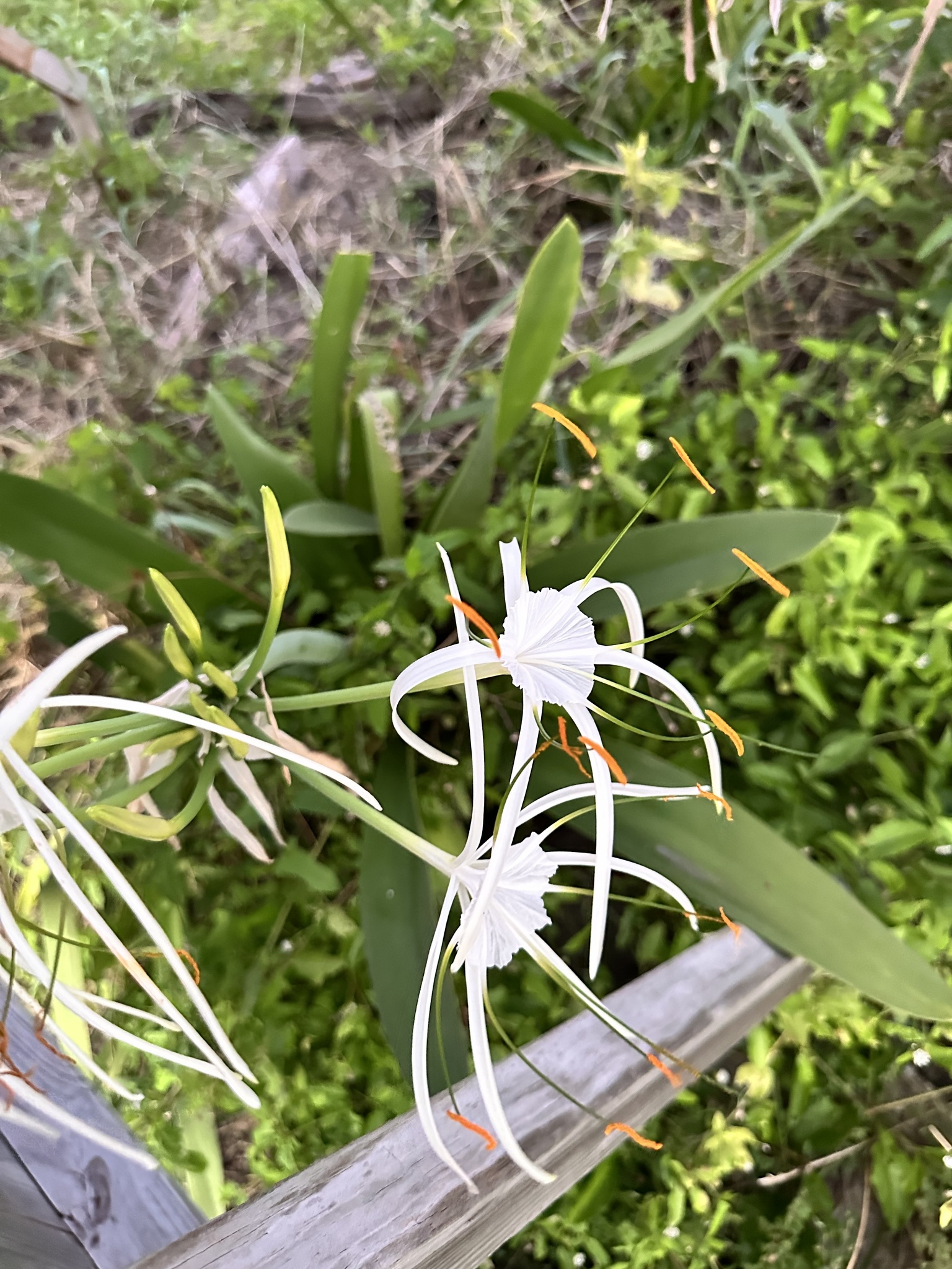 Caribbean spiderlily