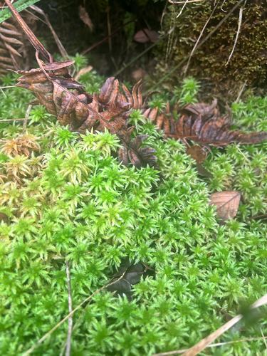 Sphagnum palustre observed 2026-01-11