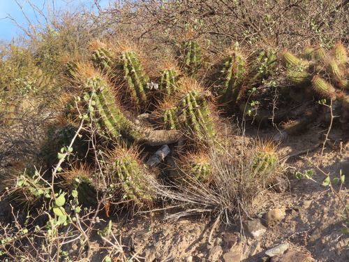 Soehrensia candicans
