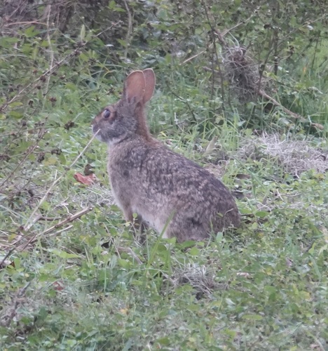 Swamp Rabbit observed by grroschat