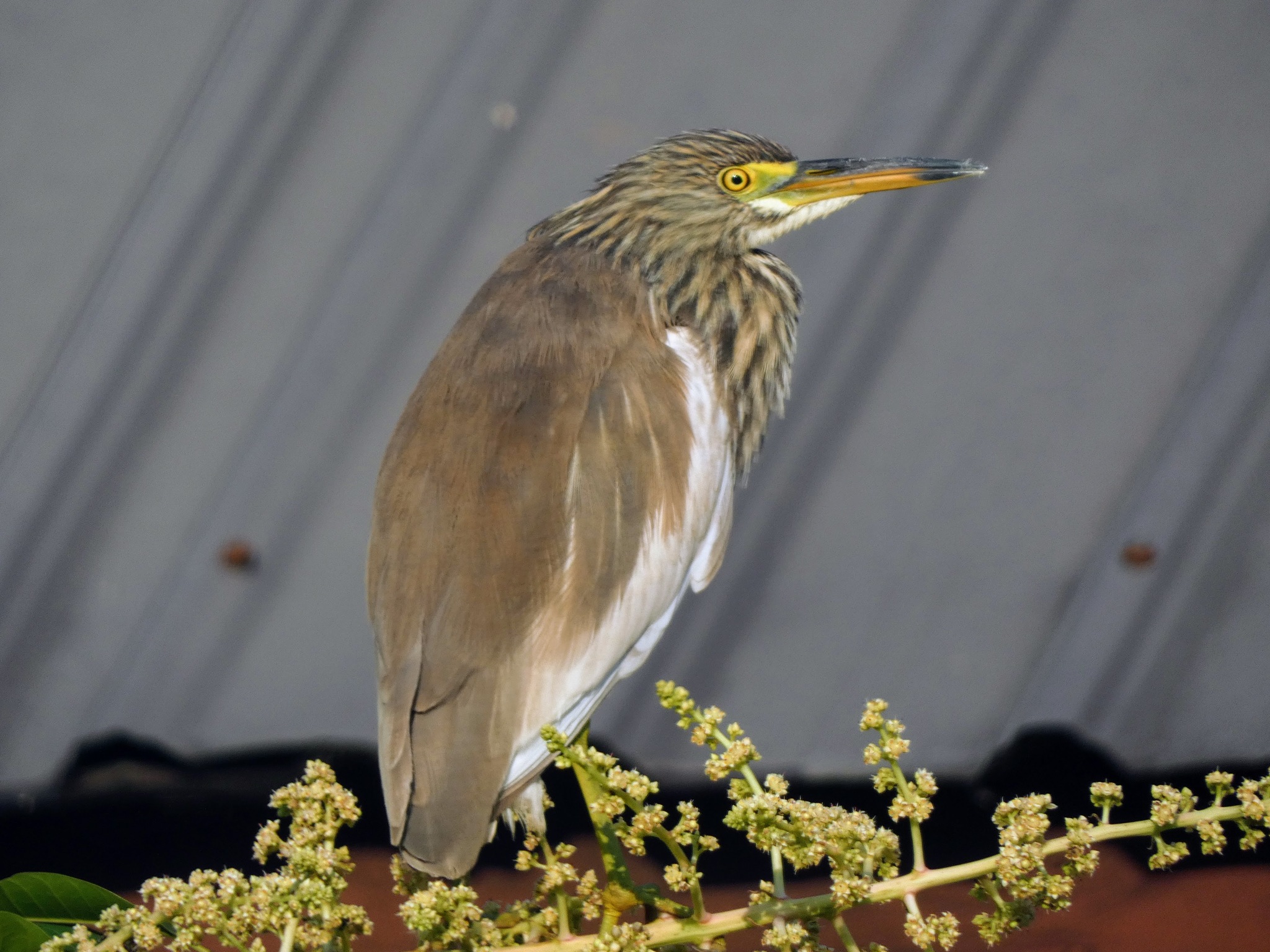 Chinese Pond Heron (Ardeola bacchus), photo 2