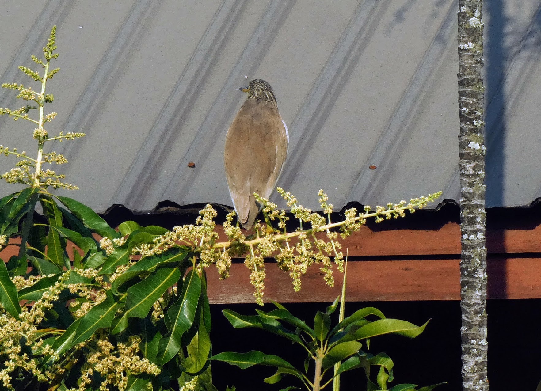 Chinese Pond Heron (Ardeola bacchus), photo 3