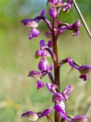 Anacamptis morio morio