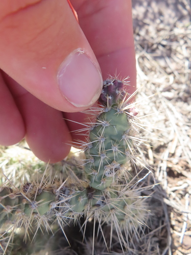 Airampoa corrugata