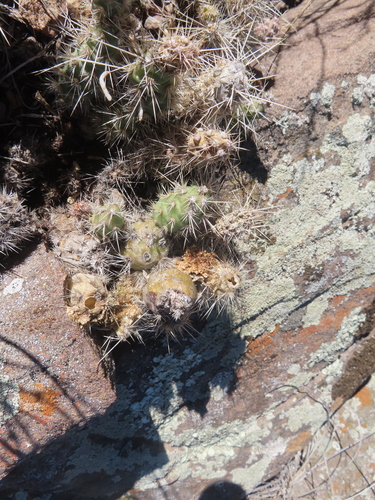 Airampoa corrugata