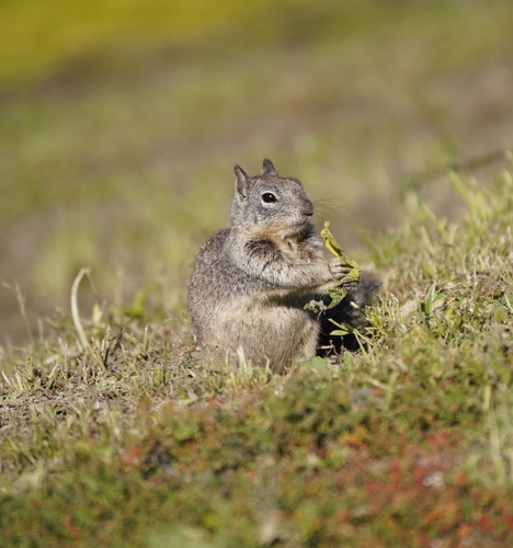 iNaturalist observation photo of California Ground Squirrel