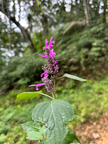 Salvia purpurea