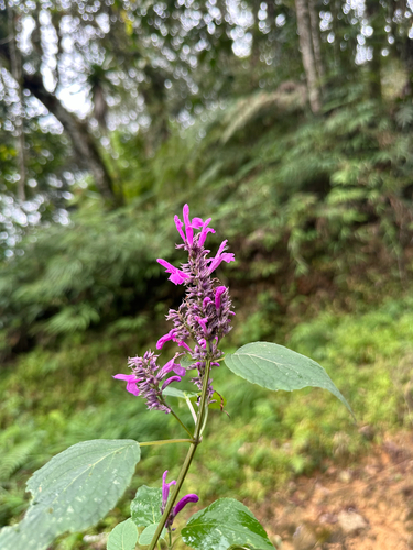Salvia purpurea, photograph 2