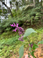 Salvia purpurea, photograph (c) Peter Quakenbush, some rights reserved (CC BY)