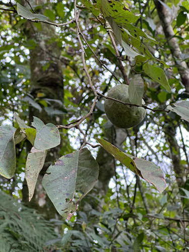 Annona cherimola