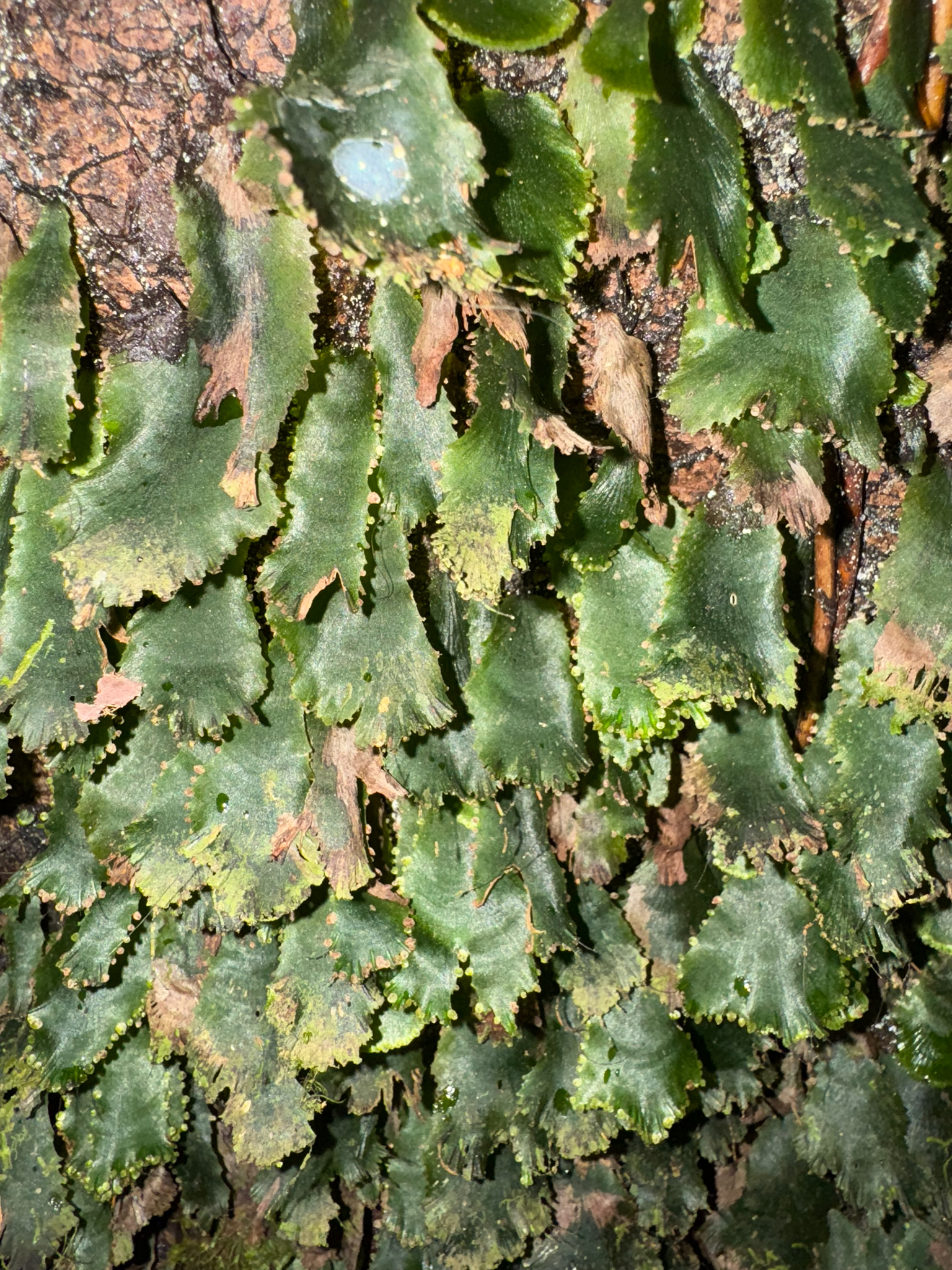 Trichomanes Membranaceum (Trichomanes membranaceum)