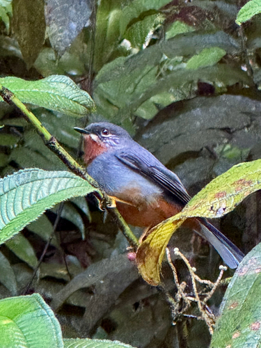 Rufous-throated Solitaire (Myadestes genibarbis), photo 3