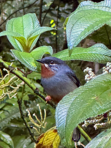 Rufous-throated Solitaire (Myadestes genibarbis), photo 2