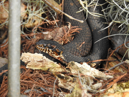 Banded Watersnake