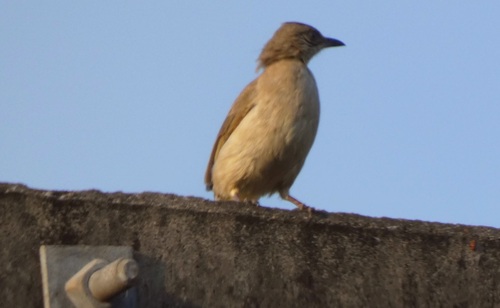 Ayeyarwady Bulbul (Pycnonotus blanfordi), photo 5
