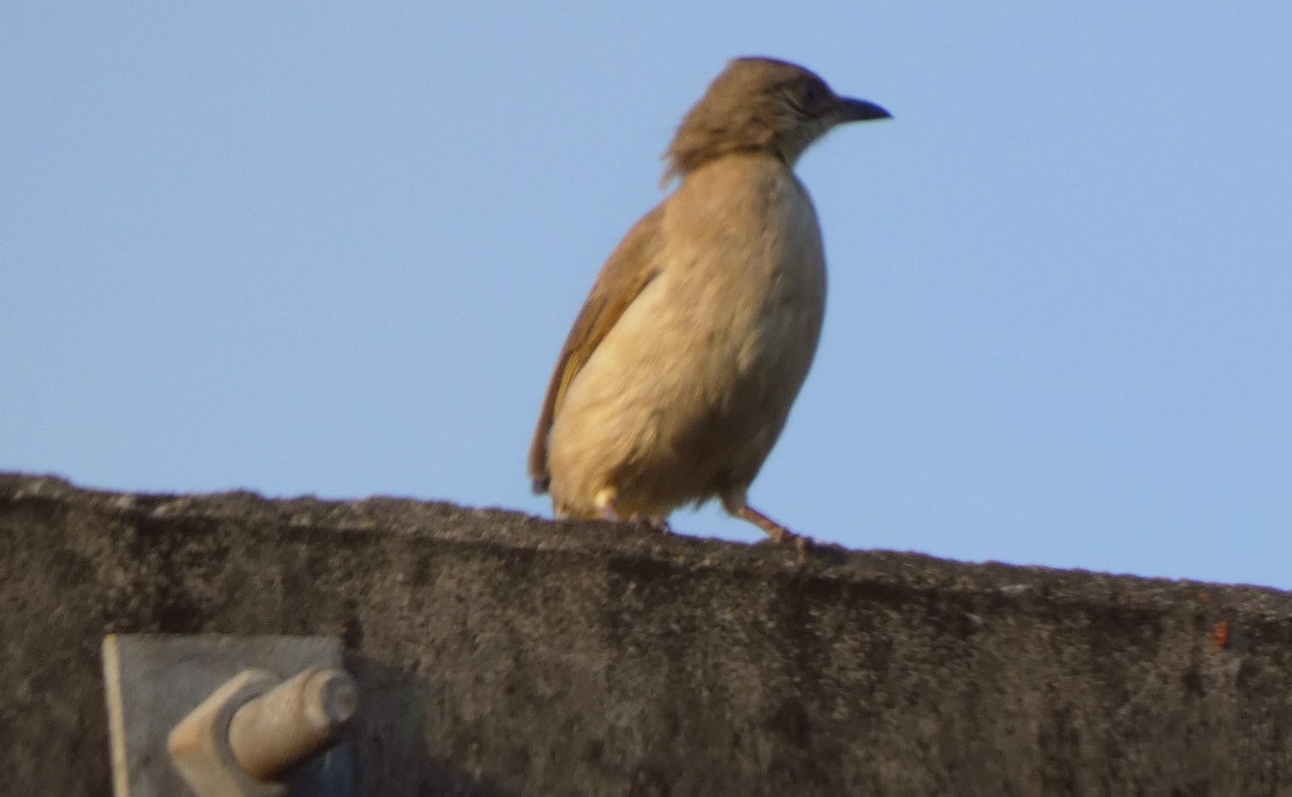 Ayeyarwady Bulbul (Pycnonotus blanfordi), photo 6