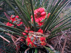 Macrozamia communis
