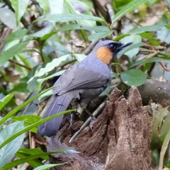 Rufous-Cheeked Laughingthrush photo 3
