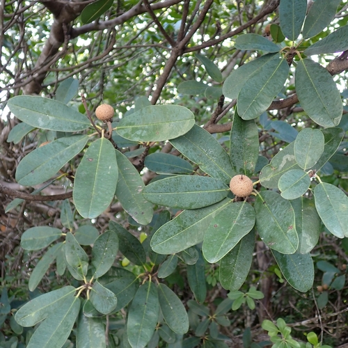 Manilkara jaimiqui, photograph 5