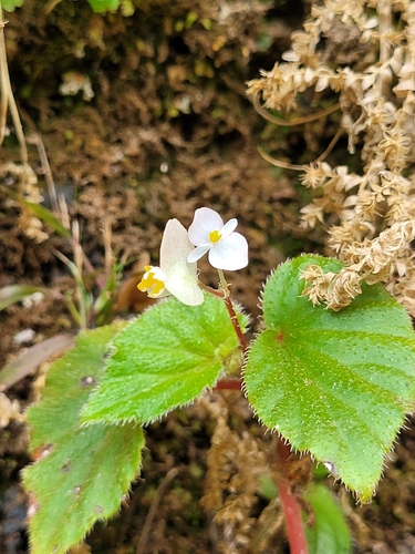 Begonia
