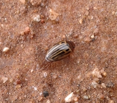 Agabus disintegratus