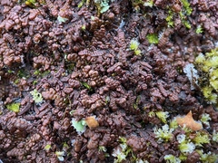 Frullania tamarisci