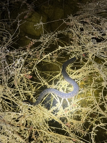 Banded Watersnake observed by jnesbit_wild