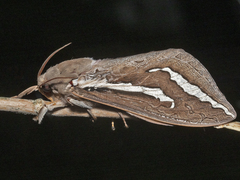 Abantiades latipennis