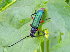 Deltaspis rubriventris