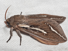 Abantiades latipennis