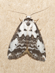 Thallarcha cosmodes