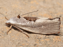 Tymbophora peltastis