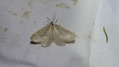 Colostygia multistrigaria