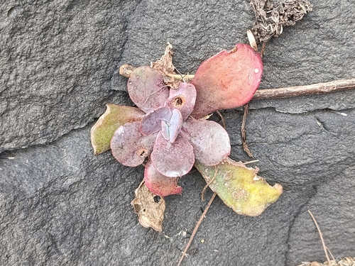 Echeveria gibbiflora