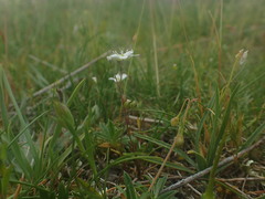 Arenaria controversa