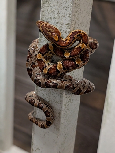 Corn Snake observed by zeterp